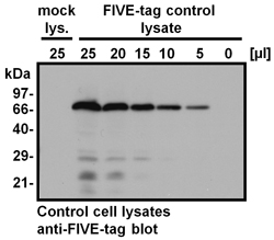 Western Blotting of FIVE-tag control lysate and mock lysate.