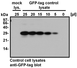 Western Blotting of GFP-tag control lysate and mock lysate.