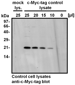 Western Blotting of c-Myc-tag control lysate and mock lysate.
